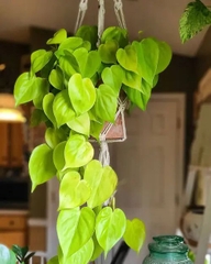 CÂY TRẦU BÀ TIM CHẬU NHỰA Philodendron Lemon Lime, (cao 10cm), cây cảnh Trong nhà, kiểng lá mini để bàn Cây Tươi Nguyên