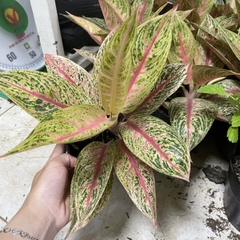 CÂY THỊNH VƯỢNG, (cao 15cm), cây phong thủy hút tài lộc để bàn mini GIÁ RẺ, lọc không khí, Cây Tươi Nguyên CTN1090