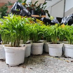 [Mua 2 giảm 15K ship] CÂY CAU TIỂU TRÂM, (cao 15cm), cây phong thủy hút tài lộc để bàn mini GIÁ RẺ, lọc không khí, Cây Tươi Nguyên CTN0010