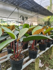 TRẦU BÀ ĐẾ VƯƠNG NÂU, (cao 45cm), cây phong thủy hút tài lộc để bàn mini GIÁ RẺ, lọc không khí, Cây Tươi Nguyên CTN0420