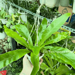 [CHẬU TREO] CÂY Ổ PHỤNG (TỔ QUẠ) mini, (cao 10cm), cây cảnh Trong nhà, kiểng lá để bàn, GIÁ RẺ, Cây Tươi Nguyên CTN1453