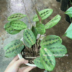 CÂY ĐUÔI CÔNG XƯƠNG CÁ ĐỎ Maranta Leuconeura, (cao 10cm), cây cảnh Trong nhà, kiểng lá mini để bàn, Cây Tươi Nguyên