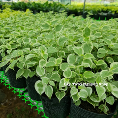 CÂY CÀNG CUA THÁI CẨM THẠCH, (cao 10cm), cây cảnh Trong nhà, kiểng lá mini để bàn Văn phòng đẹp, GIÁ RẺ, lọc không khí, Cây Tươi Nguyên CTN1515