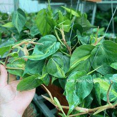 CÂY TRẦU BÀ BRASIL CHẬU TREO LỚN, cao 15cm), cây cảnh Trong nhà, kiểng lá mini để bàn đẹp, GIÁ RẺ, Cây Tươi Nguyên