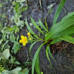 CÂY HOA ĐỊA LAN VÀNG, LAN CHU ĐINH, (cao 15cm), Cây cảnh, dễ trồng GIÁ RẺ, nở quanh năm, Cây Tươi Nguyên CTN1030