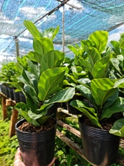 CÂY BÀNG SINGAPORE MINI ,(cao 20-25cm), cây phong thủy hút tài lộc để bàn mini GIÁ RẺ, lọc không khí, Cây Tươi Nguyên CNT0490