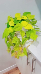 CÂY TRẦU BÀ TIM CHẬU NHỰA Philodendron Lemon Lime, (cao 10cm), cây cảnh Trong nhà, kiểng lá mini để bàn Cây Tươi Nguyên