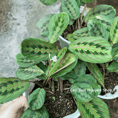 CÂY ĐUÔI CÔNG XƯƠNG CÁ ĐỎ Maranta Leuconeura, (cao 10cm), cây cảnh Trong nhà, kiểng lá mini để bàn, Cây Tươi Nguyên