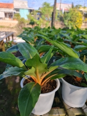 CÂY PHƯỢNG HOÀNG, (cao 35cm), cây phong thủy hút tài lộc để bàn mini GIÁ RẺ, lọc không khí, Cây Tươi Nguyên CTN0070