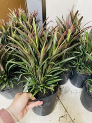 CÂY ÁNH DƯƠNG (HỒNG PHÁT TÀI), (cao 20cm), cây phong thủy hút tài lộc để bàn mini GIÁ RẺ, lọc không khí, Cây Tươi Nguyên CTN1050