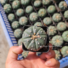 CÂY XƯƠNG RỒNG ASTER, (cao 3cm), xương rồng sen đá mini để bàn, trang trí sân vườn tiểu cảnh, dễ trồng, lọc không khí, Cây Tươi Nguyên CTN1320