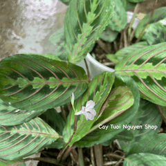 CÂY ĐUÔI CÔNG XƯƠNG CÁ ĐỎ Maranta Leuconeura, (cao 10cm), cây cảnh Trong nhà, kiểng lá mini để bàn, Cây Tươi Nguyên