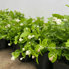 CÂY HOA LÀI TA CÁNH KÉP Hoa thơm, (cao 25cm), Hoa giống sân vườn, ban công, dễ trồng RẺ, nở quanh năm, Cây Tươi Nguyên