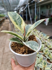 CÂY ĐA CẨM THẠCH (VAR), (cao 30cm), cây phong thủy hút tài lộc để bàn mini GIÁ RẺ, lọc không khí, Cây Tươi Nguyên CTN0200