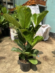 CÂY BÀNG SINGAPORE LỚN, (cao 100-120cm), phong thuỷ để bàn mini GIÁ RẺ, lọc không khí, Cây Tươi Nguyên CTN0172