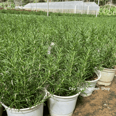 [CHỈ GIAO HCM - GIA VỊ TƯƠI] CÂY GIA VỊ ÂU DỄ TRỒNG TẠI VN, trồng sẵn phát triển ổn định, mùi thơm giá rẻ, cây hương liệu