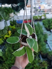 CÂY CẨM CÙ CẨM THẠCH Size Mini, (cao 10cm), cây phong thủy hút tài lộc để bàn mini GIÁ RẺ, lọc không khí, Cây Tươi Nguyên CTN1080