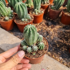CÂY XƯƠNG RỒNG ECHINO, (cao 7cm), cây phong thủy hút tài lộc để bàn mini GIÁ RẺ, lọc không khí, Cây Tươi Nguyên CTN0620