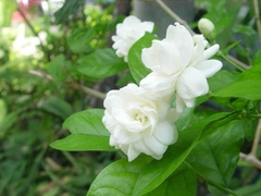 CÂY HOA LÀI TA CÁNH KÉP Hoa thơm, (cao 25cm), Hoa giống sân vườn, ban công, dễ trồng RẺ, nở quanh năm, Cây Tươi Nguyên