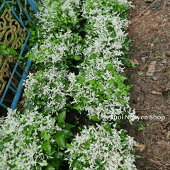 CÂY TUYẾT CẦU Alternanthera Snowball, (cao 25cm), cây giống cảnh sân vườn, ban công, dễ trồng GIÁ RẺ, Cây Tươi Nguyên