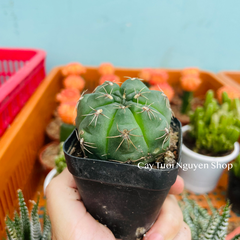 CÂY XƯƠNG RỒNG MINI ĐỒNG GIÁ, Size bé 3~5cm, NHIỀU LOẠI cây trang trí bàn, lọc không khí, dễ trồng, Cây Tươi Nguyên