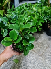 [Mua 2 giảm 15K ship] CÂY TRƯỜNG SINH, (cao 12-15cm), cây phong thủy hút tài lộc để bàn mini GIÁ RẺ, lọc không khí, Cây Tươi Nguyên CTN0130