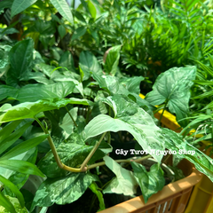 CÂY SYNGONIUM ALBO VAR, (cao 15cm), cây cảnh trong nhà, kiểng lá mini để bàn, văn phòng đẹp, GIÁ RẺ, lọc không khí, Cây Tươi Nguyên CTN1523