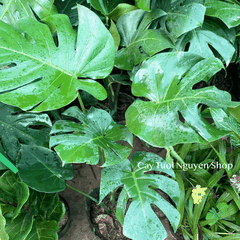[CHỈ GIAO HOẢ TỐC] CÂY TRẦU BÀ LÁ XẺ NAM MỸ MONSTERA SIZE LỚN, (cao 70-80cm), cây cảnh Decor Trong nhà, Cây Tươi Nguyên