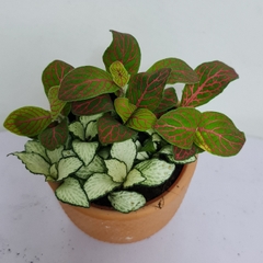 [Mua 2 giảm 15K ship] CÂY CẨM NHUNG FITTONIA (cây may mắn), (cao 5cm), cây phong thủy hút tài lộc để bàn mini GIÁ RẺ, lọc không khí, Cây Tươi Nguyên CTN0140