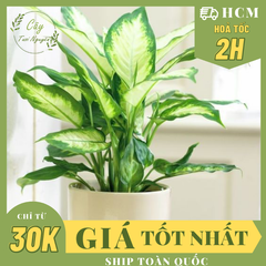 CÂY SAO SÁNG ,(cao 25cm), cây cảnh Trong nhà, kiểng lá mini để bàn Văn phòng đẹp, GIÁ RẺ, lọc không khí, Cây Tươi Nguyên CTN1526