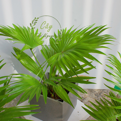 CÂY CỌ NHẬT, (cao 30cm), cây phong thủy hút tài lộc để bàn mini GIÁ RẺ, lọc không khí, Cây Tươi Nguyên CTN0730