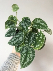 CÂY TRẦU BÀ LỤA CHẬU NHỰA Scindapsus Pictus Exotica, (cao 10cm), cây cảnh Trong nhà, kiểng mini để bàn, Cây Tươi Nguyên