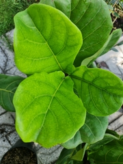 CÂY BÀNG SINGAPORE TRUNG, (cao 40-50cm), cây phong thủy hút tài lộc để bàn mini GIÁ RẺ, lọc không khí, Cây Tươi Nguyên CTN0170