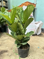 CÂY BÀNG SINGAPORE TRUNG, (cao 40-50cm), cây phong thủy hút tài lộc để bàn mini GIÁ RẺ, lọc không khí, Cây Tươi Nguyên CTN0170