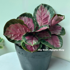 CÂY ĐUÔI CÔNG HỒNG Calathea roseopicta Rosy ,(cao 15cm), cây cảnh Trong nhà, kiểng lá mini để bàn Văn phòng đẹp, GIÁ RẺ, lọc không khí, Cây Tươi Nguyên CTN1522