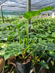 CÂY ĐẠI HOÀNG PHÚ, (cao 50cm), cây phong thủy hút tài lộc để bàn mini GIÁ RẺ, lọc không khí, Cây Tươi Nguyên CTN0460