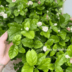 CÂY HOA LÀI TA CÁNH KÉP Hoa thơm, (cao 25cm), Hoa giống sân vườn, ban công, dễ trồng RẺ, nở quanh năm, Cây Tươi Nguyên