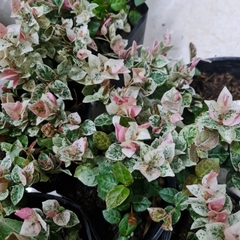 CÂY VẢY ỐC (THẰN LẰN BÒ) CẨM THẠCH, (cao 5cm), cây giống cảnh sân vườn dễ trồng GIÁ RẺ ,trang trí nhà, Cây Tươi Nguyên