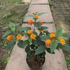 CÂY HOA NGŨ SẮC CAM - VÀNG, (cao 25cm), Cây cảnh, dễ trồng GIÁ RẺ, nở quanh năm, Cây Tươi Nguyên CTN0400