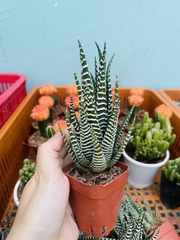 CÂY XƯƠNG RỒNG MINI ĐỒNG GIÁ, Size bé 3~5cm, NHIỀU LOẠI cây trang trí bàn, lọc không khí, dễ trồng, Cây Tươi Nguyên