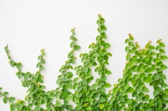 CÂY VẢY ỐC ( THẰN LẰN BÒ), (cao 10cm), cây phong thủy hút tài lộc để bàn mini GIÁ RẺ, lọc không khí, Cây Tươi Nguyên CTN0370