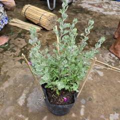 CÂY HOA TUYẾT SƠN PHI HỒNG ,(cao 20cm), Hoa giống cảnh sân vườn, dễ trồng GIÁ RẺ, nở quanh năm, Cây Tươi Nguyên