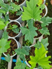 CÂY TRẦU BÀ THANH XUÂN Size nhỏ, (cao 25cm), cây phong thủy hút tài lộc để bàn mini GIÁ RẺ, lọc không khí, Cây Tươi Nguyên CTN0190