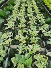 CÂY TRẦU BÀ LÁ SỮA, (cao 25cm), cây phong thủy hút tài lộc để bàn mini GIÁ RẺ, lọc không khí, Cây Tươi Nguyên CTN0410