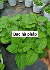 [CHỈ GIAO HCM - GIA VỊ TƯƠI] CÂY GIA VỊ ÂU DỄ TRỒNG TẠI VN, trồng sẵn phát triển ổn định, mùi thơm giá rẻ, cây hương liệu