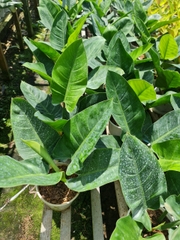 CÂY TRẦU BÀ ĐẾ VƯƠNG Xanh,(cao 30cm), cây phong thủy hút tài lộc để bàn mini GIÁ RẺ, lọc không khí, Cây Tươi Nguyên CTN0020