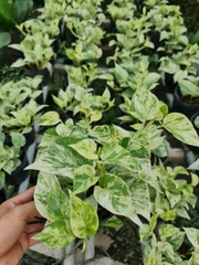CÂY TRẦU BÀ LÁ SỮA, (cao 25cm), cây phong thủy hút tài lộc để bàn mini GIÁ RẺ, lọc không khí, Cây Tươi Nguyên CTN0410
