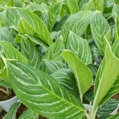 CÂY BẠCH MÃ HOÀNG TỬ, (cao 30cm), cây phong thủy hút tài lộc để bàn mini GIÁ RẺ, lọc không khí, Cây Tươi Nguyên CTN0350