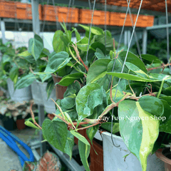 CÂY TRẦU BÀ BRASIL CHẬU TREO LỚN, cao 15cm), cây cảnh Trong nhà, kiểng lá mini để bàn đẹp, GIÁ RẺ, Cây Tươi Nguyên