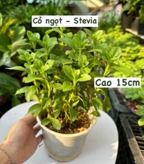 [CHỈ GIAO HCM - GIA VỊ TƯƠI] CÂY GIA VỊ ÂU DỄ TRỒNG TẠI VN, trồng sẵn phát triển ổn định, mùi thơm giá rẻ, cây hương liệu